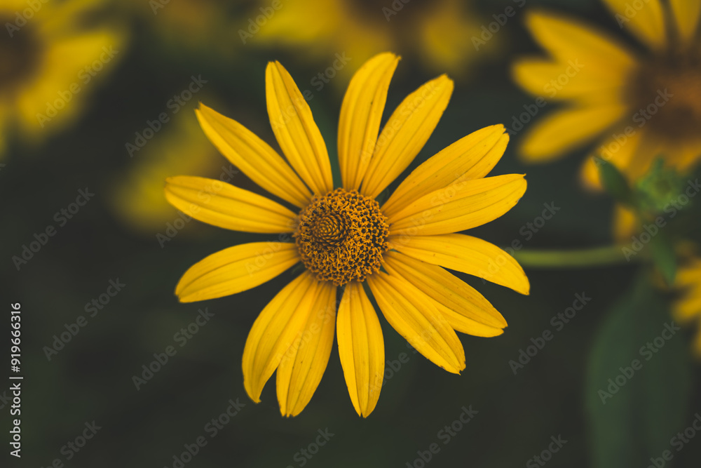 A bed of growing yellow false sunflowers A bed of growing yellow false sunflowers