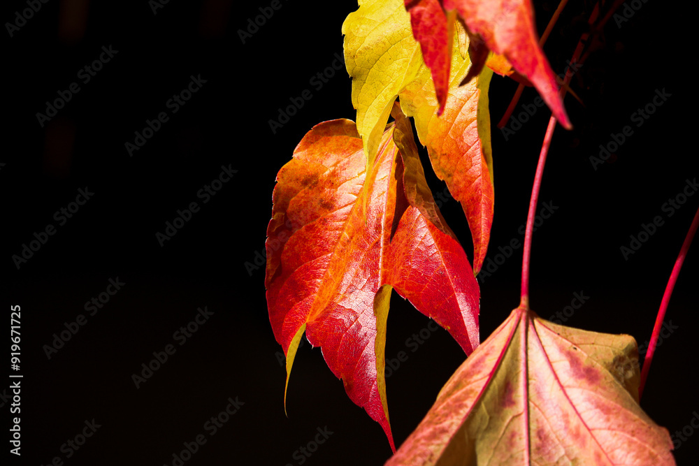 Obraz premium red autumn leaves