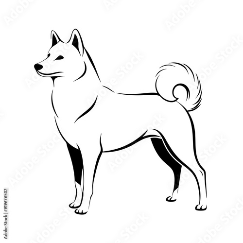 Finnish spitz dog standing side pose with its tail curled, line art