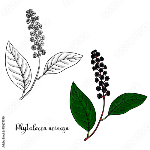 vector drawing Indian pokeweed , Phytolacca acinosa, hallucinogenic plant, herb of traditional chinese medicine, hand drawn illustration