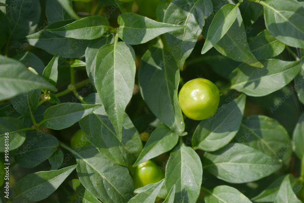 fresh green chili on plant closeup, chili plants in organic farming, Chilies closeup in field, Green chili plant in a farmer's field, Ripe green chili on a plant in Chakwal, Punjab, Pakistan fresh green chili on plant closeup, chili plants in organic farming, Chilies closeup in field, Green chili plant in a farmer's field, Ripe green chili on a plant in Chakwal, Punjab, Pakistan
