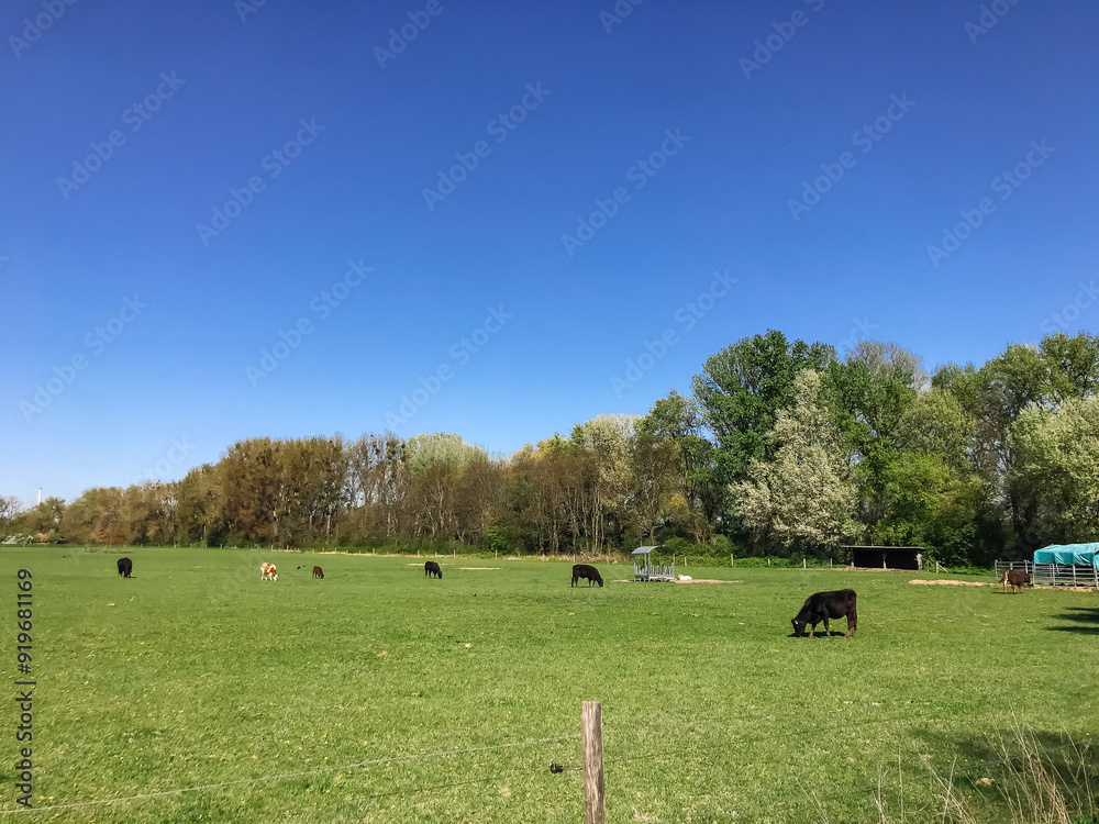 Fototapeta premium A herd of cows are grazing in a lush green field