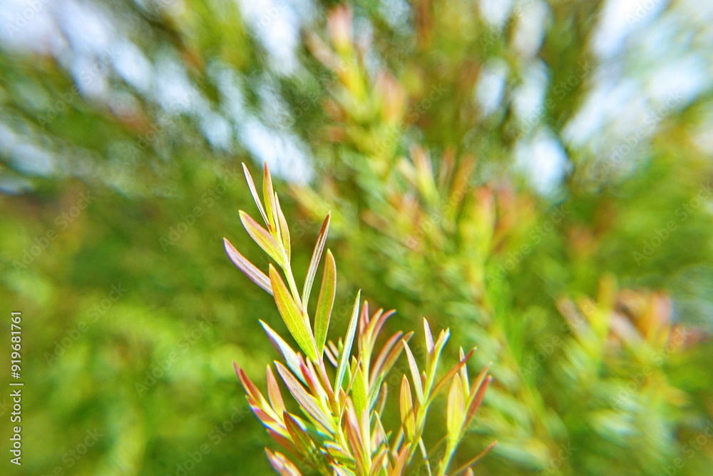 Melaleuca bracteata macro leaves small world Melaleuca bracteata macro leaves small world