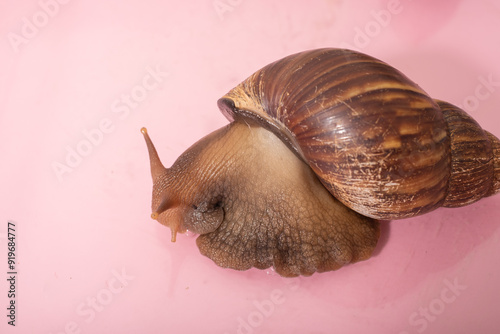 Snails Lissachatina fulica or Achatina fulica on pink background photo