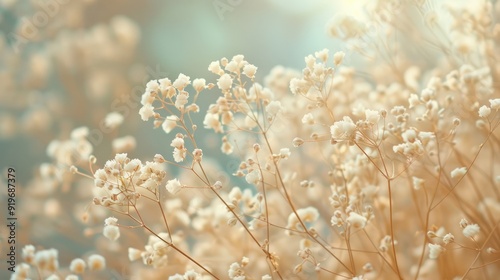 Dry white gypsophila flowers in cinematic setting.