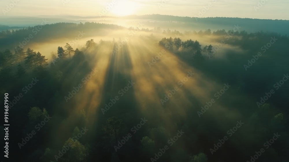 Fototapeta premium An aerial view of a dense forest at sunrise, sunlight beams through the fog, creating a magical atmosphere.