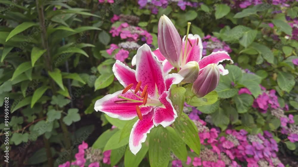 Tree lily 'Pink Explosion' in flower Tree lily 'Pink Explosion' in flower