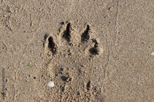 Large dog paw print imprinted in the wet sand on a beach