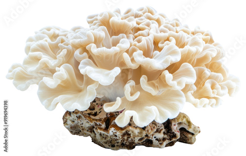 Fototapeta Naklejka Na Ścianę i Meble -  PNG Unique coral-like mushroom fungus
