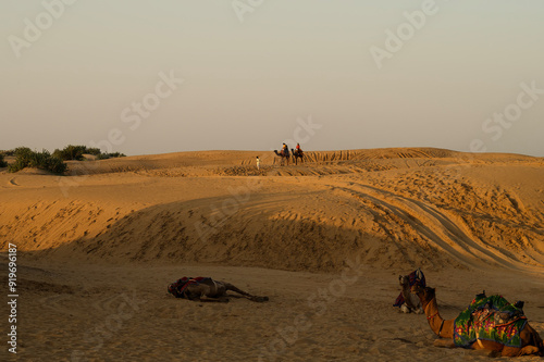 Cameleer taking tourists on camel to watch sun rise, at Thar desert, Rajasthan, India. Dromedary, dromedary camel, Arabian camel, or one-humped camels are resting. photo