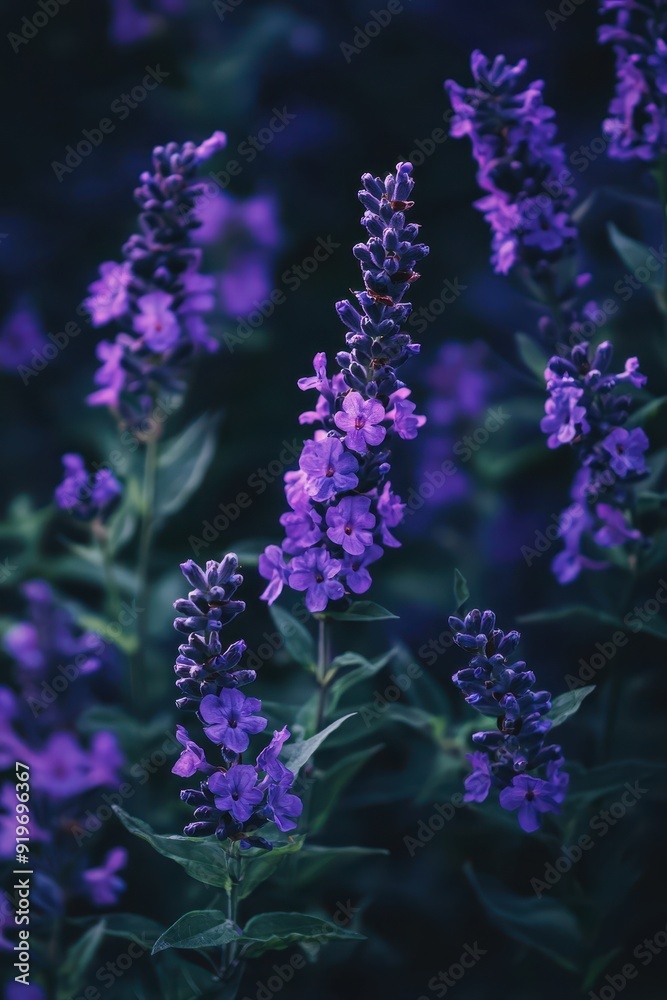 Amazing lavender purple flowers Amazing lavender purple flowers