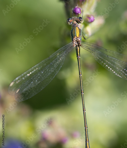 green dragonfly on a flower bud, close-up of a damselfy from above, eyes of a damselfy, colorful dragonfly photo