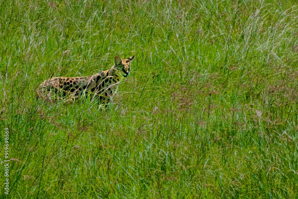 Naklejka premium Serval Cat Standing in the Ngorongoro Crater