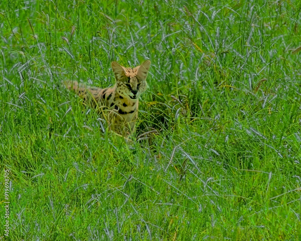 Serval Cat Walking Trhough Tall Grass in the Serengeti Serval Cat Walking Trhough Tall Grass in the Serengeti