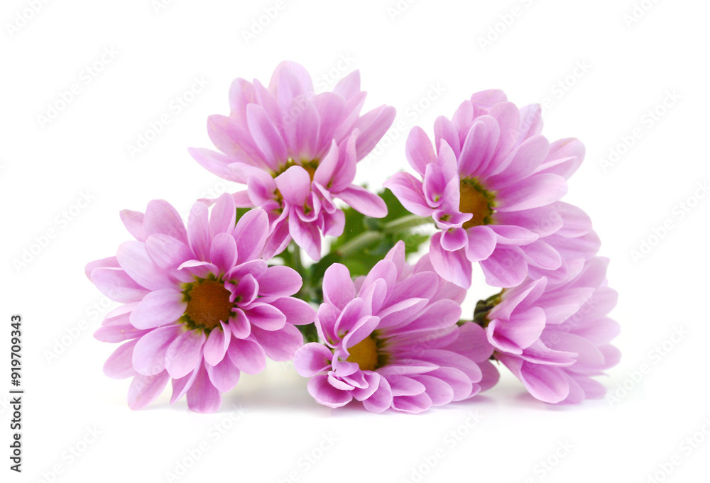 Chrysanthemum flowers head isolated on white Chrysanthemum flowers head isolated on white