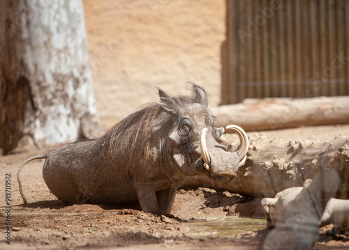 Valokuva Warthog Phacochoerus africanus at the zoo