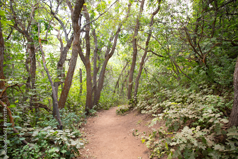 Meditative relaxing forest path among trees Meditative relaxing forest path among trees