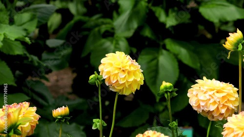 Dahlia dahlia pinnata or Dahlia Double Jill. Beautiful flowers in the garden. photo