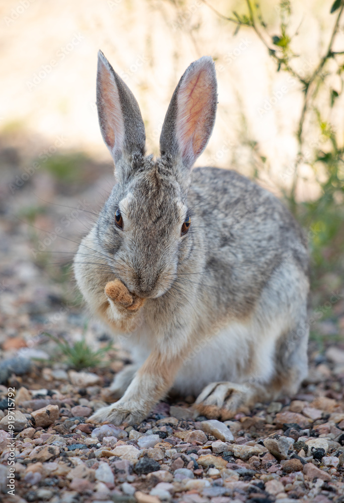 Rabbit licking his mouth in Wyoming fields Rabbit licking his mouth in Wyoming fields