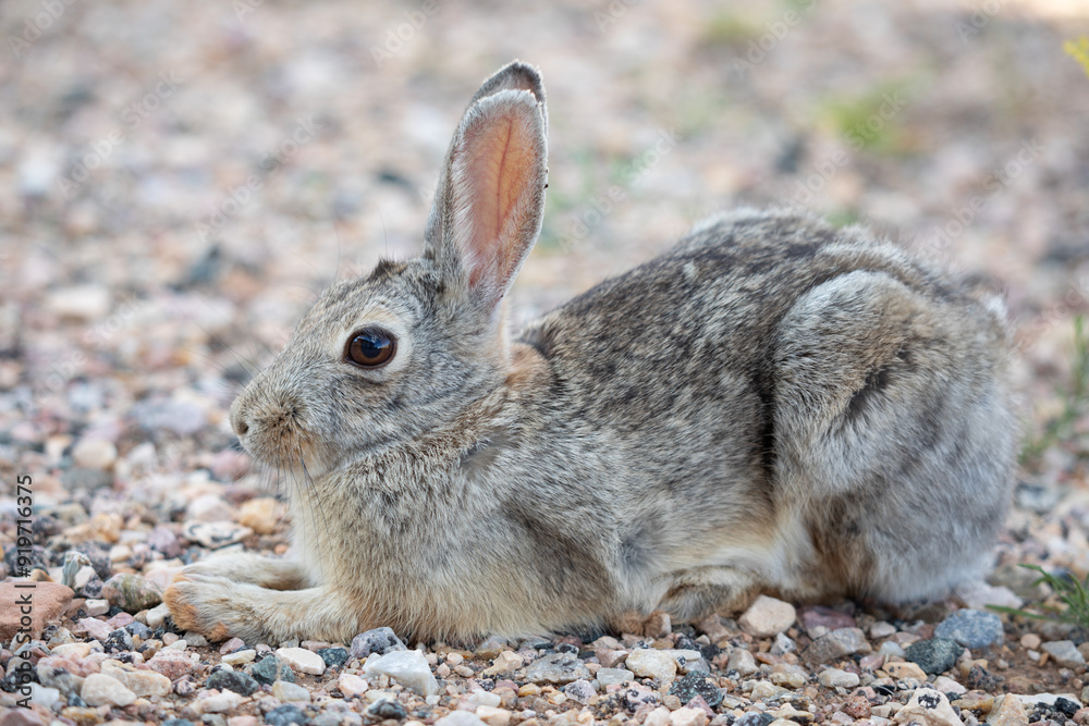 Fototapeta premium Wild rabbit on the ground, profile view