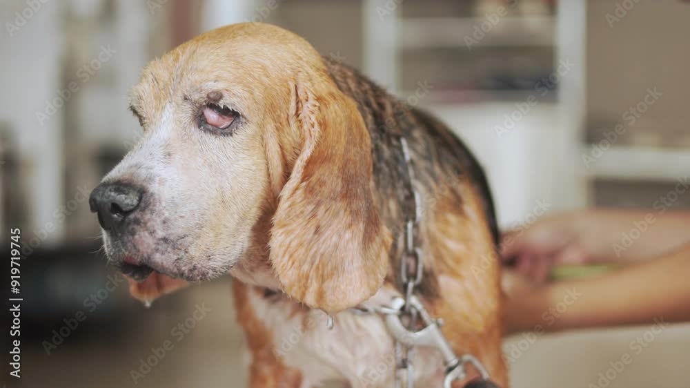 Close-up 4K, people hands are washing senior beagle dog at house ...