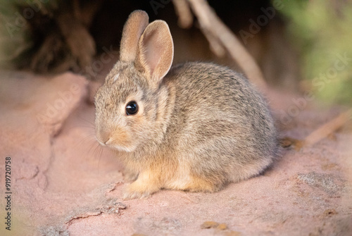 Cute bunny curled up by a bush