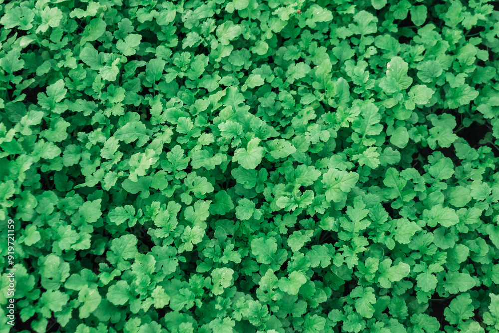 A lush green field of plants with many leaves A lush green field of plants with many leaves