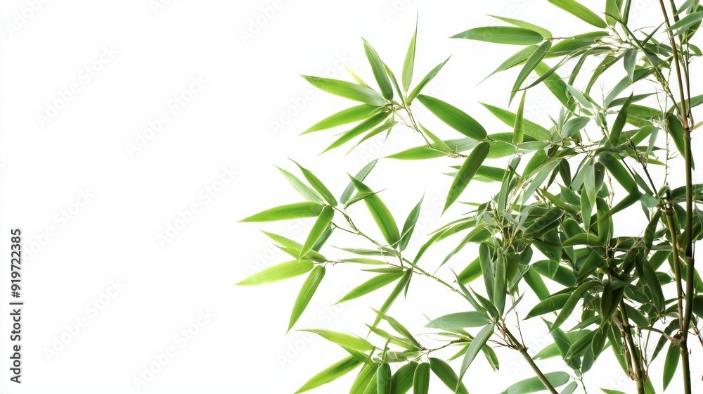 Branches of bamboo isolated on white background. Bamboo shoots with bamboo leaves for design. Branches of bamboo isolated on white background. Bamboo shoots with bamboo leaves for design.