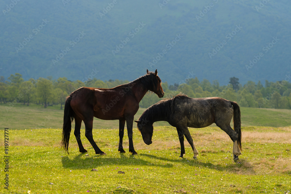 Horses standing in grassy field with mountainous backdrop