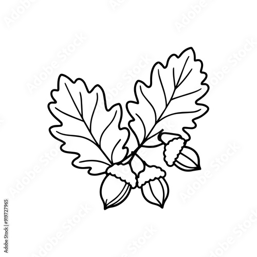 oak leave and acorn line art vector illustration