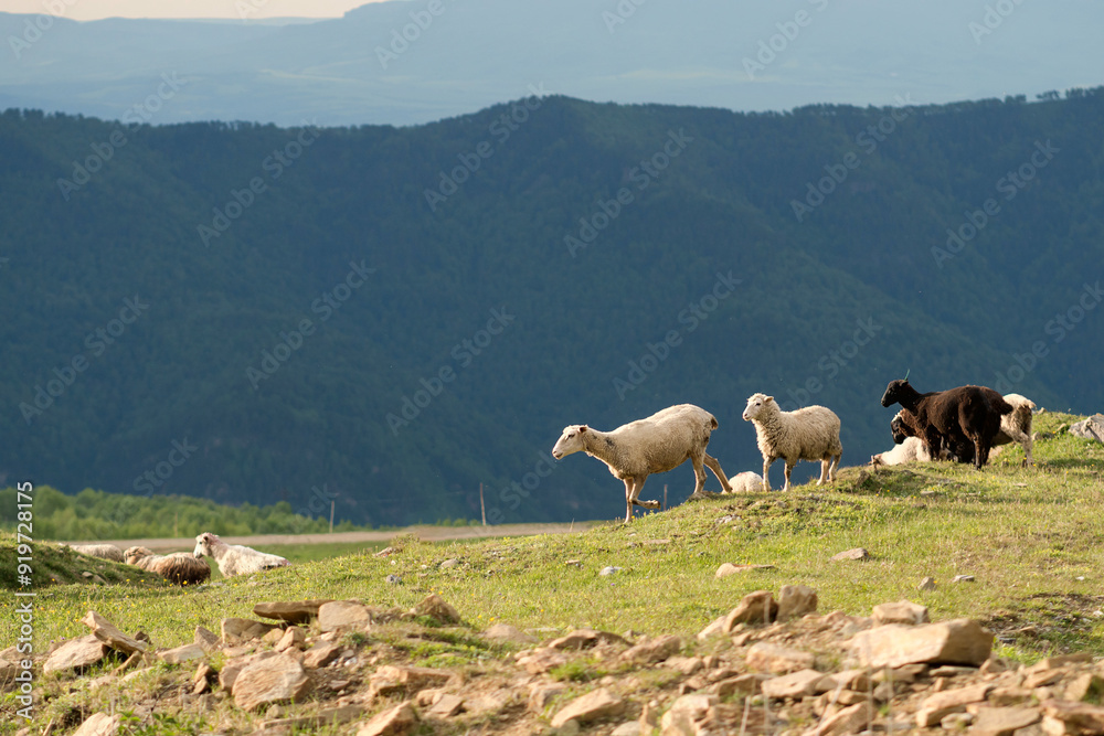 Obraz premium Flock of sheep moving on hillside with mountains