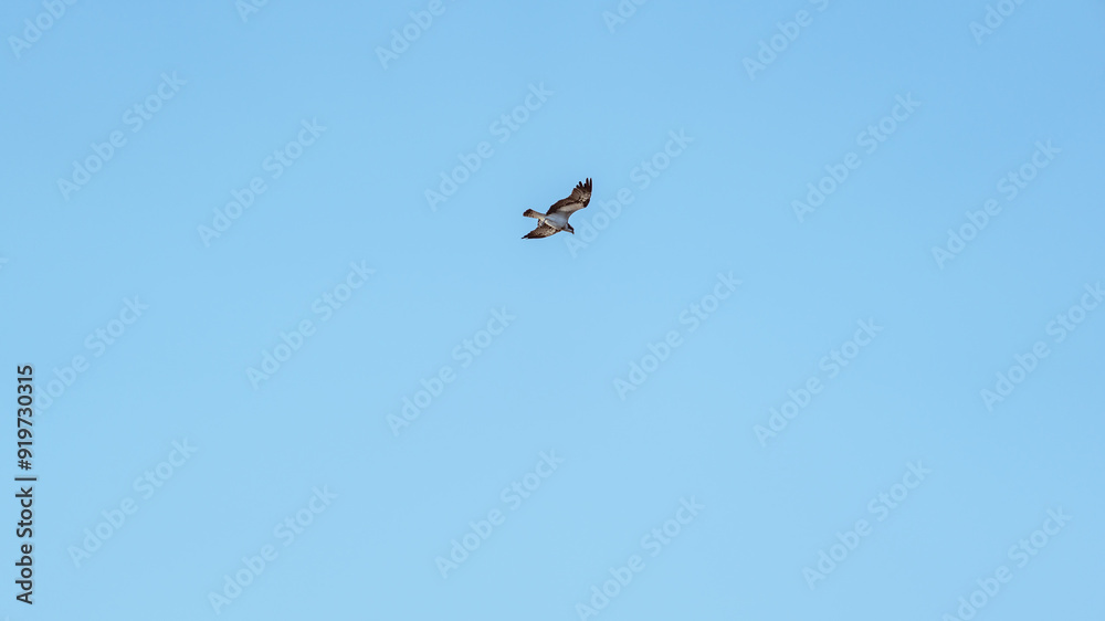 Flying osprey in front of a blue sky Flying osprey in front of a blue sky