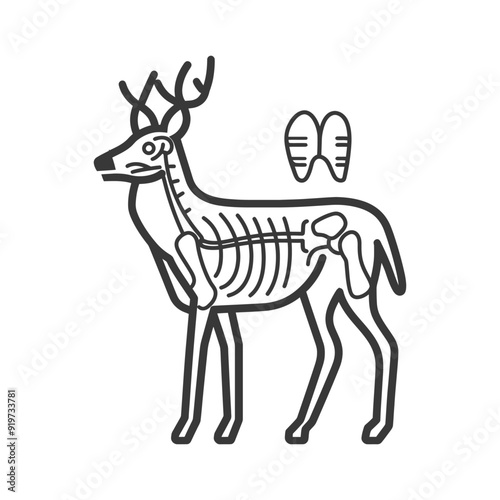 Line Art Illustration of a Deer with Internal Anatomy Visible