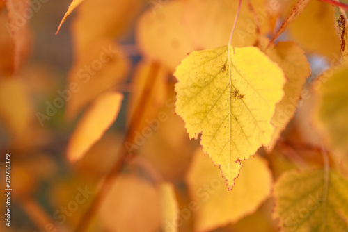 A leaf is shown in a close up of a tree