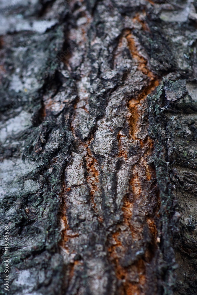 Tree bark texture; cherry bark; Prunus Cerasus Tree bark texture; cherry bark; Prunus Cerasus