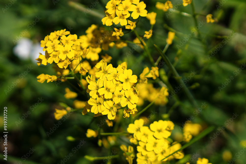 Cluster bright yellow flowers blooming in green field. Cluster bright yellow flowers blooming in green field.