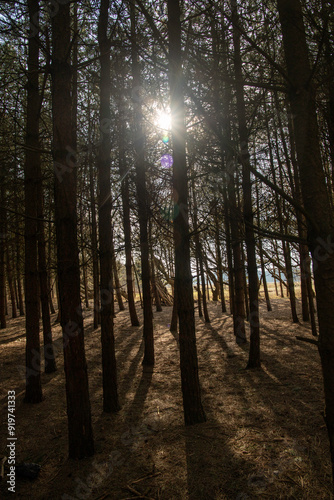 sun shining through trees
