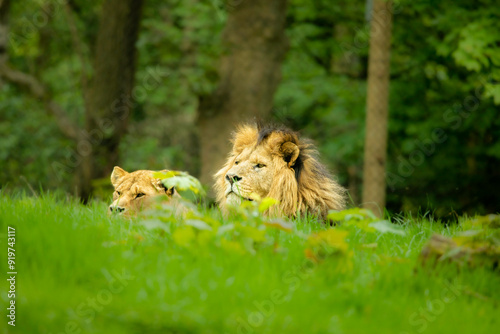 lion and lioness
