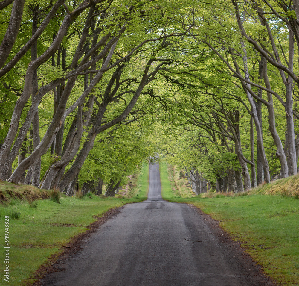 Obraz premium View of a country road with grass margins through a tunnel of trees, Scotland