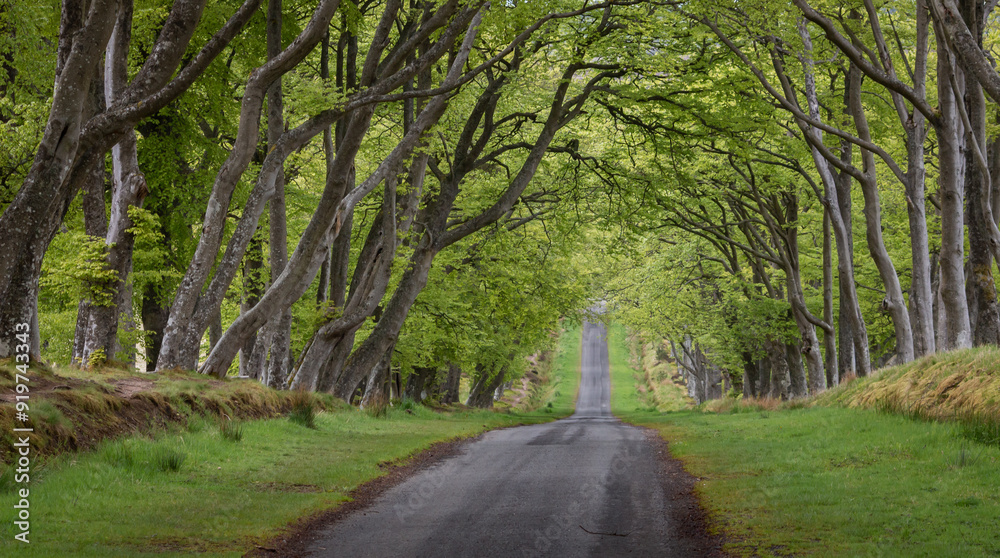 Asphalt country road with grass margins through a tunnel of trees, Scotland Asphalt country road with grass margins through a tunnel of trees, Scotland