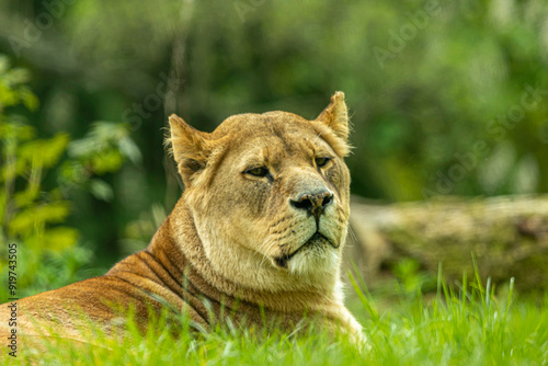 A lioness looking back over her shoulder at the viewer