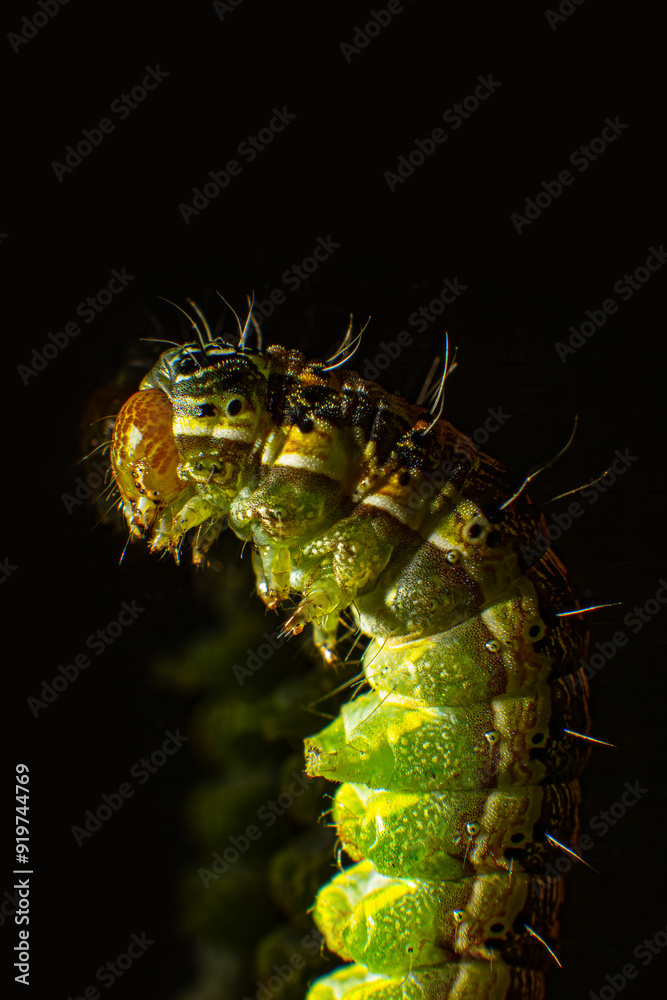 Naklejka premium The hotel is lying on its side Macro photo green caterpillar on black background