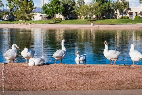Gesse by the lake at Chaparral Park in Scottsdale, Arizona.