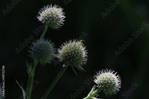 Rattlesnake Master, also known as Eryngium Yuccifolium. Small insect or spider on the middle plant head/bud. photo