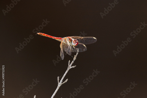 Libélula roja (Sympetrum fonscolombii) en la ramita photo