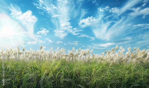 Landscape of high grass and blue sky