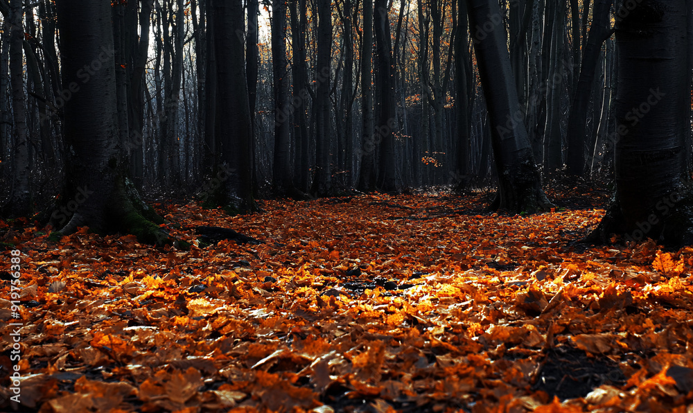 A tranquil forest scene with fallen leaves on the ground, capturing the beauty and serenity of autumn in nature. A tranquil forest scene with fallen leaves on the ground, capturing the beauty and serenity of autumn in nature.