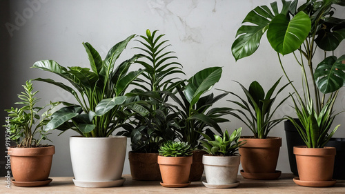Wallpaper Mural Potted House Plants Torontodigital.ca