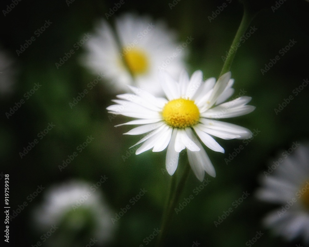 Beautiful daisies of the garden up close Beautiful daisies of the garden up close
