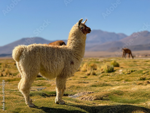 llama in nature 